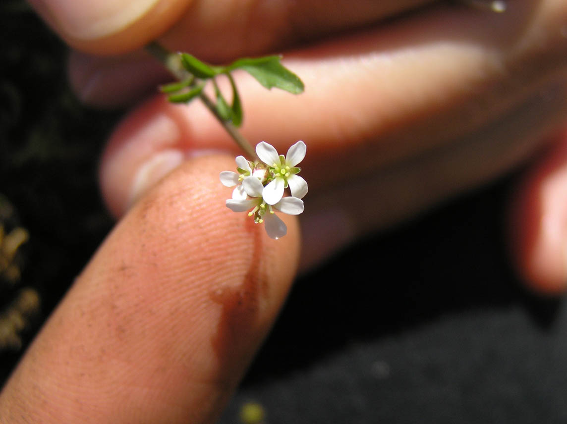 Cardamine hirsuta